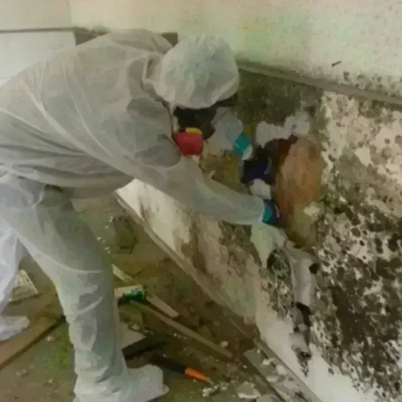 Mold Remediation and Removal in Copperas Cove, TX